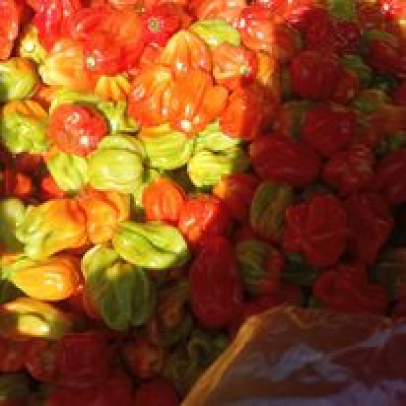 Hot pepper from Tanzania